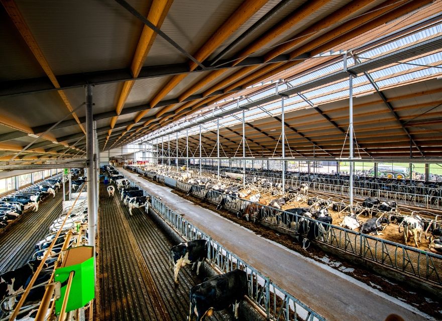 Efficient cow traffic Efficient cow traffic