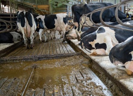 Dairy farm Dinkelman Dairy farm Dinkelman